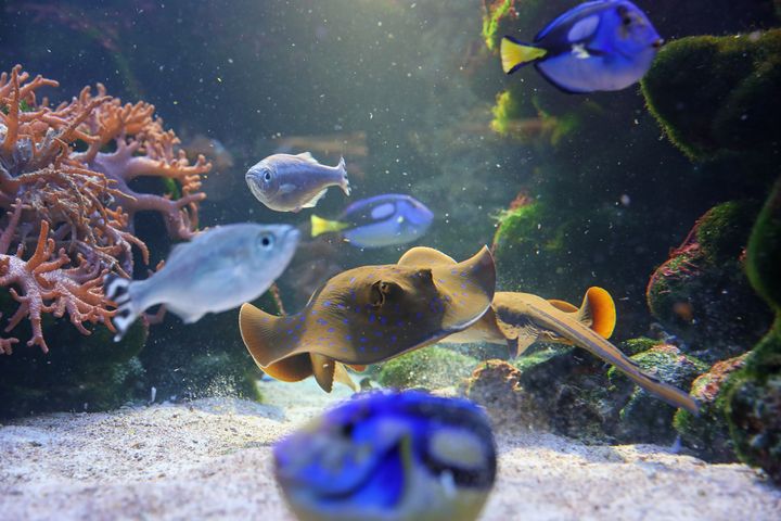Blaupunktrochen schwimmen zwischen bunten Fischen am Grund des Korallenriffes entlang