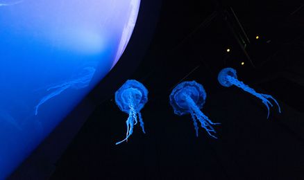 Blau leuchtende Quallen von unten