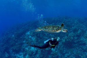 Eine Frau taucht im Meer neben einer Schildkröte