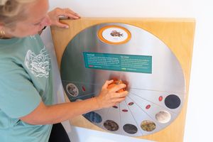 Person bedient ein rundes interaktives Drehspiel mit verschiedenen Abbildungen und Informationen zu Tieren der Ostsee.
