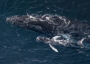 Buckelwale ziehen nach Norden in die warmen Gewässer des Ningaloo-Golfs, um ihre Kälber zur Welt zu bringen (Foto: Alex Westover/Greenpeace)