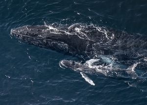 Buckelwale ziehen nach Norden in die warmen Gewässer des Ningaloo-Golfs, um ihre Kälber zur Welt zu bringen (Foto: Alex Westover/Greenpeace)