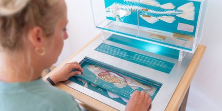 Interaktive Station mit einem Fischskelett und verschiedenen Abbildungen und Informationen zum Aufbau eines Fisches.