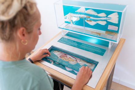 Interaktive Station mit einem Fischskelett und verschiedenen Abbildungen und Informationen zum Aufbau eines Fisches.