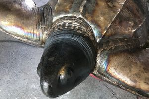 Der Kopf einer bronzenen Skulptur einer Schildkröte von oben betrachtet.