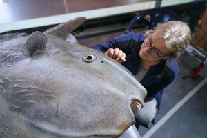 Mondfischmodell wird von einer Person mit dem Pinsel bemalt