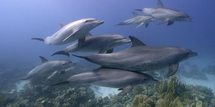 Eine Delfin-Familie schwimmt im Meer. Größere und kleinere Delfine sind über einem sandigen Meeresboden mit Seegras zu sehen.