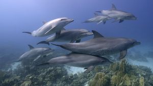 Eine Delfin-Familie schwimmt im Meer. Größere und kleinere Delfine sind über einem sandigen Meeresboden mit Seegras zu sehen.