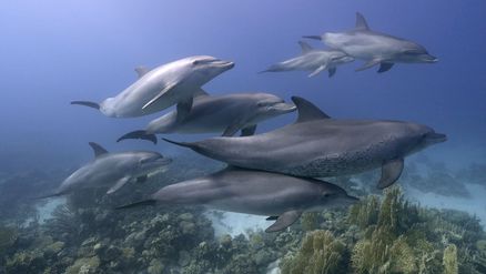Eine Delfin-Familie schwimmt im Meer. Größere und kleinere Delfine sind über einem sandigen Meeresboden mit Seegras zu sehen.