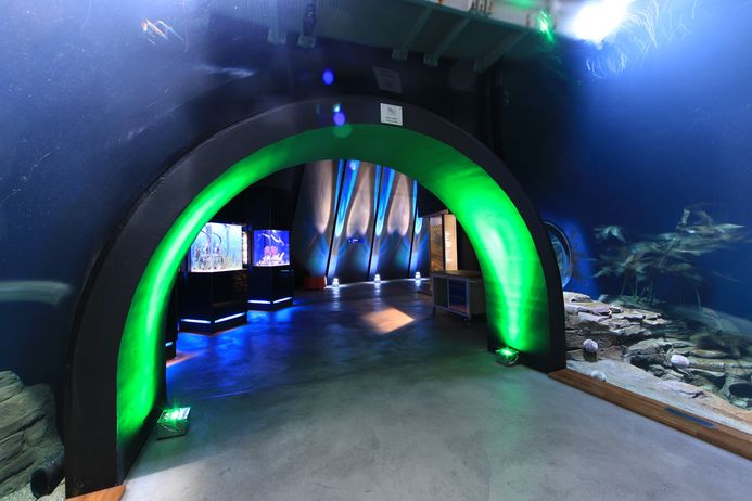 Beleuchteter Aquarientunnel
