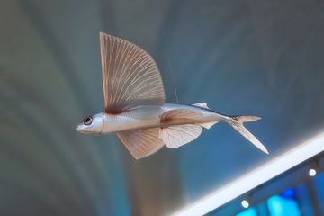 Modell eines fliegenden Fisches
