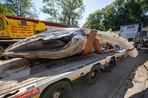 Toter Buckelwal liegt auf einem Tieflader Die Flipper (seitliche Flossen) hängen herunter.