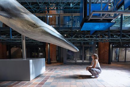 Person squatting in front of a full-size whale model