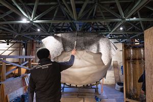  Ein Techniker hält einen Zollstock an das Modell eines Walhais. (Foto: Anke Neumeister/Deutsches Meeresmuseum)