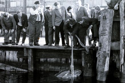 Historische Schwarz-Weiß-Aufnahme einer Menschenmenge, die eine Schildkröte aus dem Wasser holt