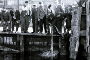Historische Schwarz-Weiß-Aufnahme einer Menschenmenge, die eine Schildkröte aus dem Wasser holt