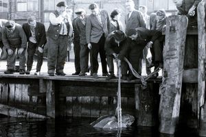 Historische Schwarz-Weiß-Aufnahme einer Menschenmenge, die eine Schildkröte aus dem Wasser holt