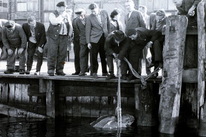 Historische Schwarz-Weiß-Aufnahme einer Menschenmenge, die eine Schildkröte aus dem Wasser holt