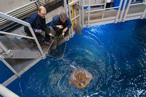 Tierpfleger schauen von oben auf einen Rochen im Aquarium