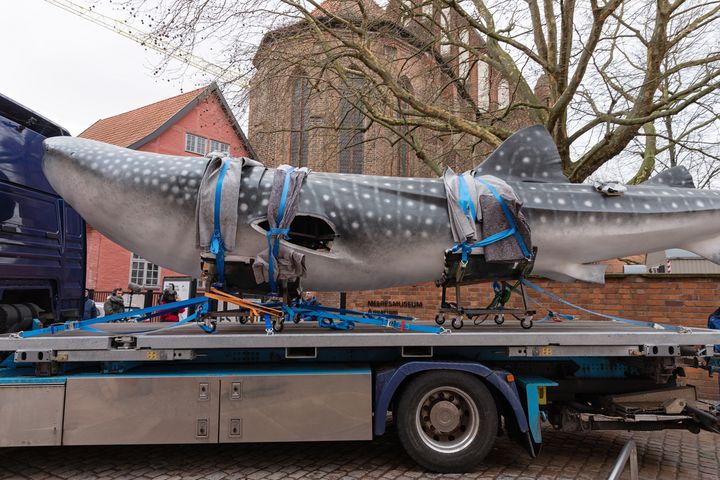 Ein Großmodell eines Walhais auf einem LKW. (Foto: Anke Neumeister/Deutsches Meeresmuseum)