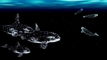 Grafische Darstellung von Walen aus zahlreichen kleinen weißen Punkten