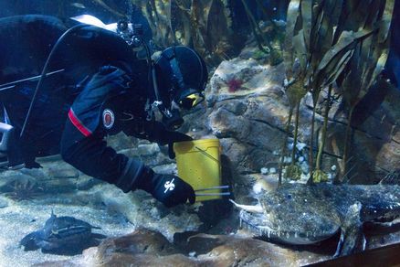 Ein Taucher füttert einen Seeteufel im Aquarium