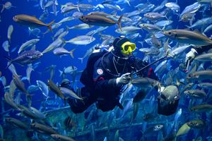 Taucher füttert Fische im Aquarium