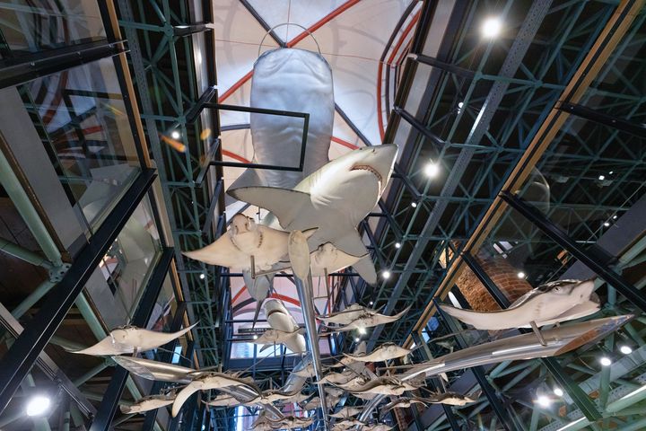 Haie und Rochen schweben zwischen den Etagen im Ausstellungsraum