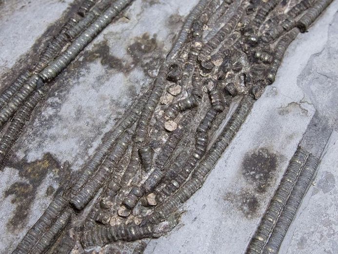 Seelielienstiele aus der Geologischen Sammlung des Deutschen Meeresmuseums (Foto: Anke Neumeister/Deutsches Meeresmuseum)