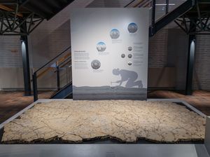 Rüdersdorfer Muschelplatte in der Ausstellung des MEERESMUSEUMs. (Foto: Anke Neumeister/Deutsches Meeresmuseum) 