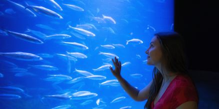 Besucherin steht vor Aquarium und beobachtet einen Fischschwarm