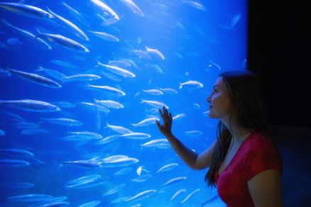 Besucherin steht vor Aquarium und beobachtet einen Fischschwarm
