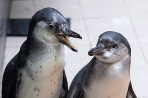 Zwei Pinguine nebeneinander