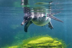 Pinguin im Wasser
