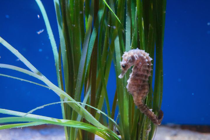 Seepferdchen im Nordsee-Aquarium des OZEANEUMs Stralsund