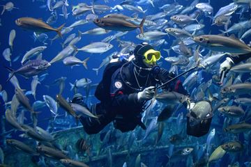 Taucher in einem Fischschwarm