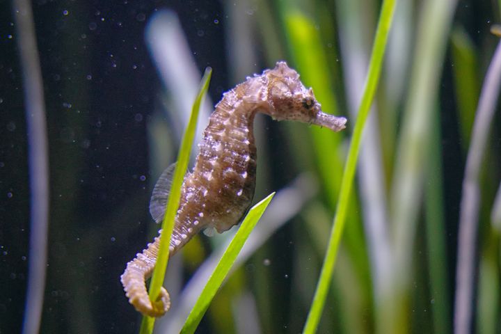 Karibik-Seepferdchen hält sich mit seinem Schwanz an Seegras fest