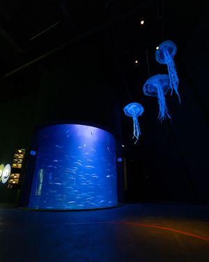 Blau beleuchtetes Aquarium, darüber hängend drei blau leuchtende Quallenmodelle 