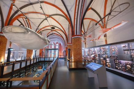 Ein Walhai, daneben Vitrinen mit Meerestieren in einer Kirchenhalle