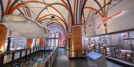 Ein Walhai, daneben Vitrinen mit Meerestieren in einer Kirchenhalle