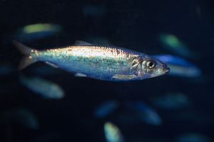 Close-up of a herring, other fish visible in the background