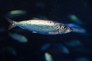 Nahaufnahme eines Herings, im Hintergrund weitere Fische erkennbar