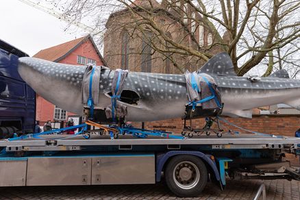 Ein Großmodell eines Walhais auf einem LKW. (Foto: Anke Neumeister/Deutsches Meeresmuseum)