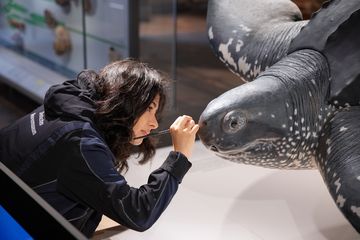 Frau koloriert Schildkröten-Präparat