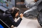 Frau koloriert Schildkröten-Präparat
