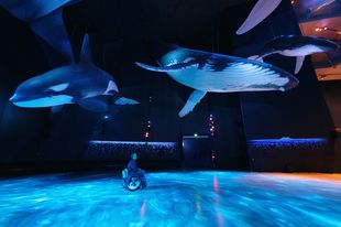 Ein Mann im Rollstuhl blickt nach oben auf hängende Modelle von Walen