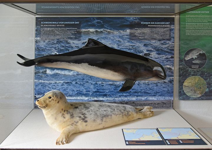 Neu gestaltete Vitrine mit Schweinswal und Kegelrobbe (Foto: Rolf Reinicke)