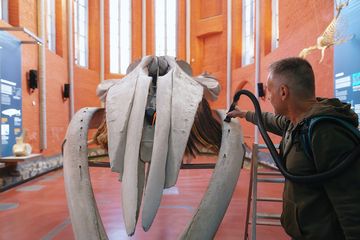 Walskelett wird von einm Mann mit einem Pinsel gesäubert