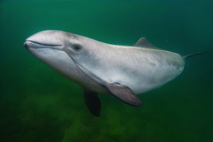 harbuor porpoise underwater