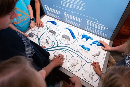 Hände ertasten Tiermodelle